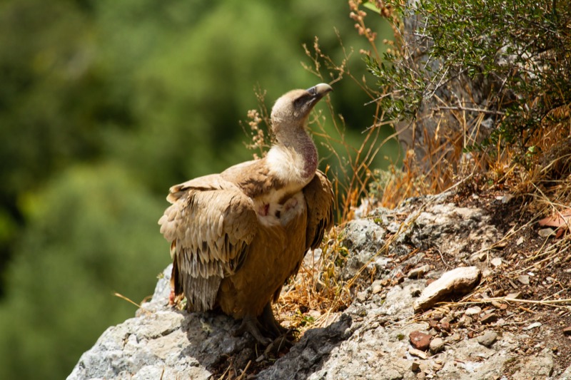 Griffon vulture on mountain