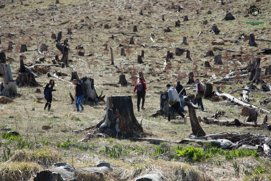 Reforestation in Albanian mountain