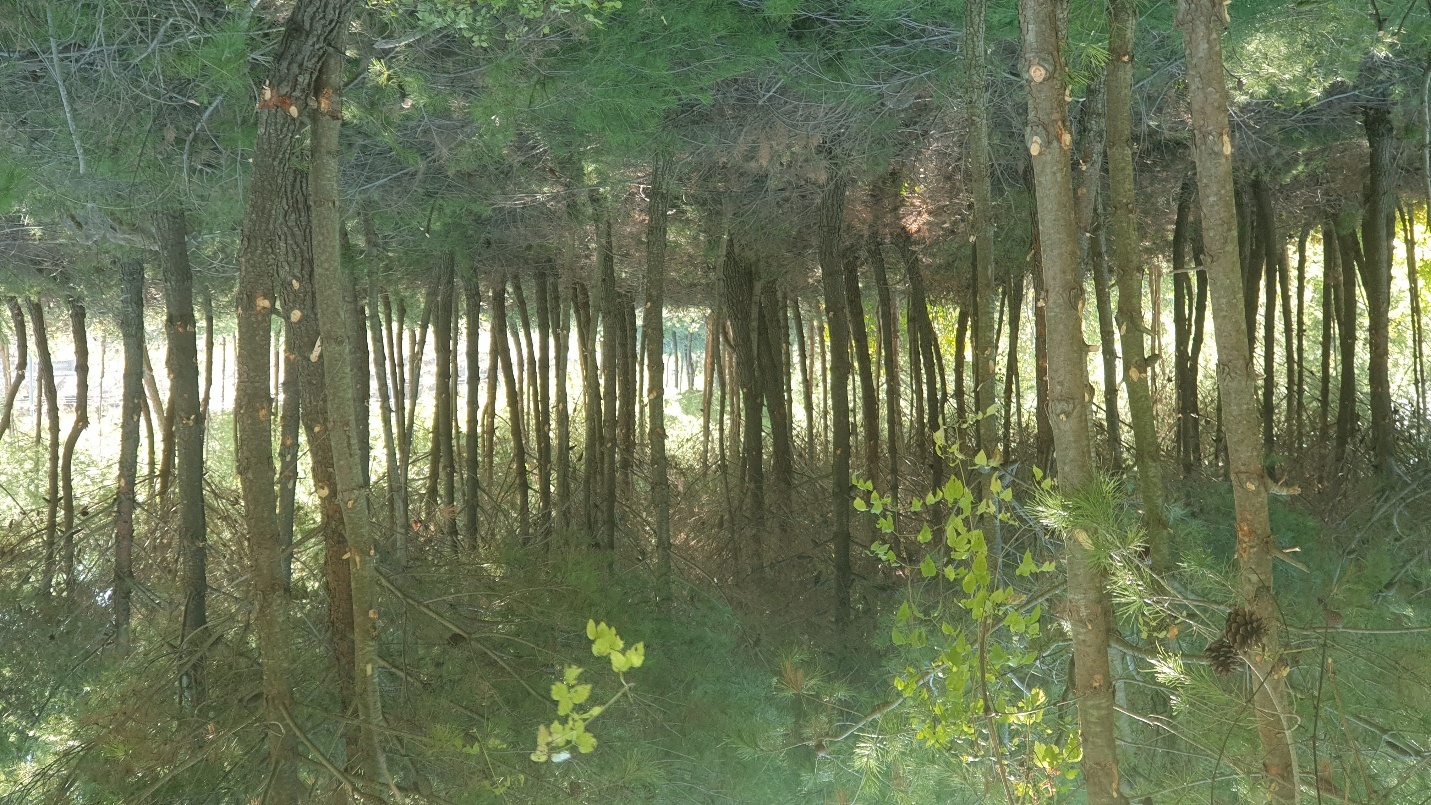 Environmental service