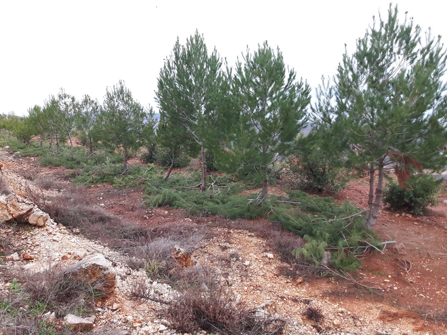 Environmental service